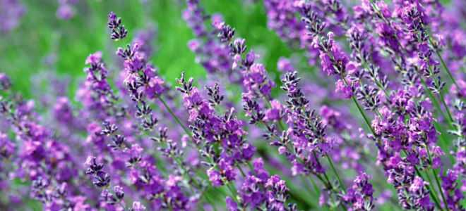 Применение чабреца при лечении панкреатита