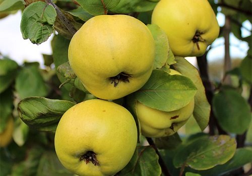 Айва на дереве