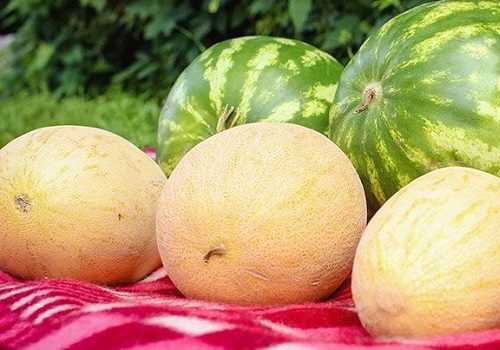 Арбузы и дыни