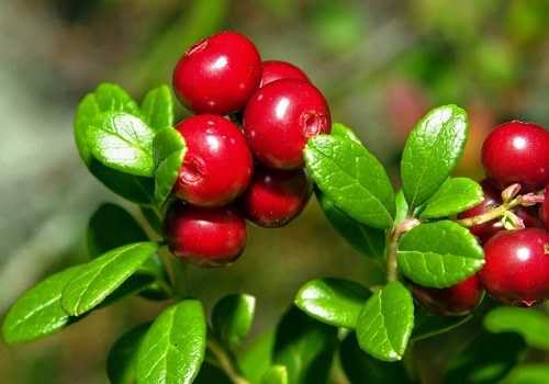 кустик брусники