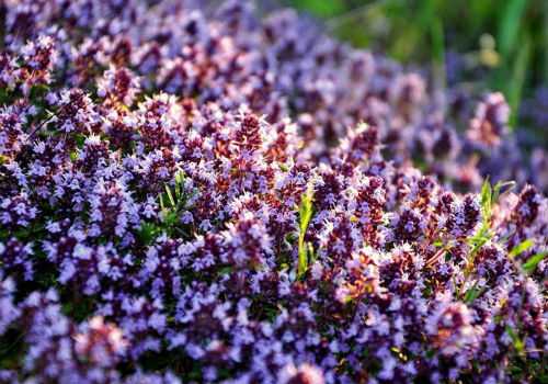 кустарник тимьяна