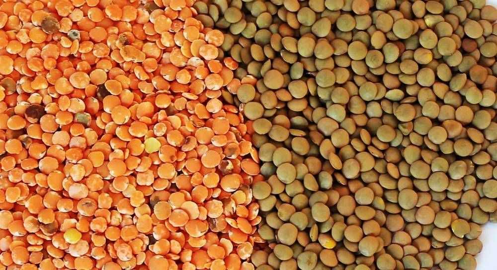 Польза чечевицы