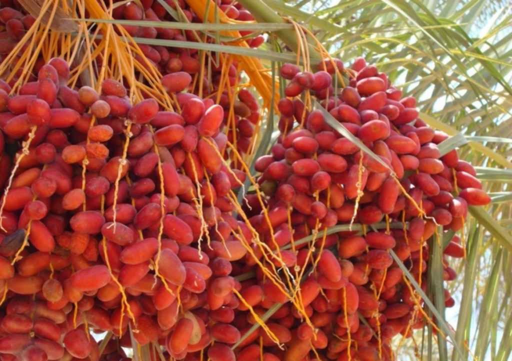 плоды пальмы