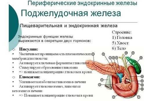 Функции поджелудочной железы