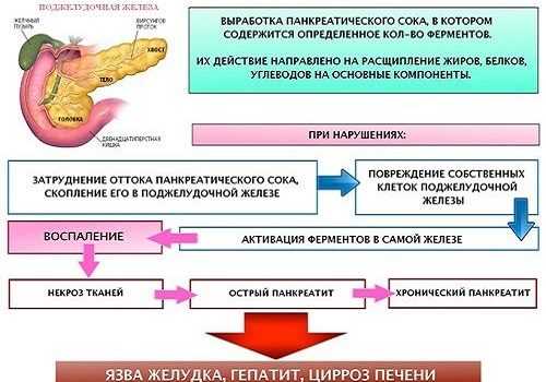 Функции поджелудочной железы