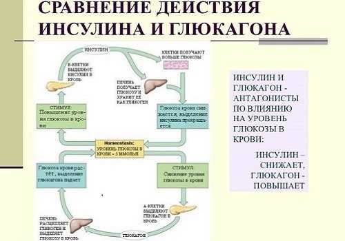 Глюкагон и инсулин