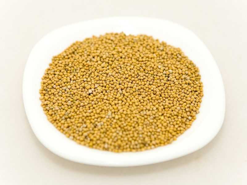 Семена горчицы