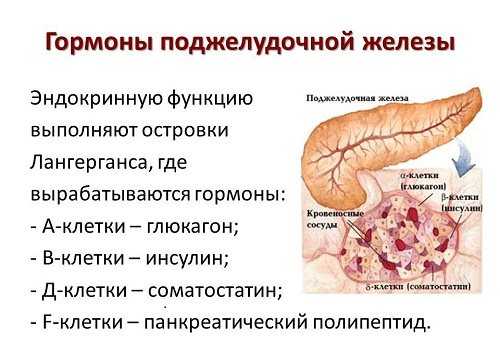 Гормоны поджелудочной железы