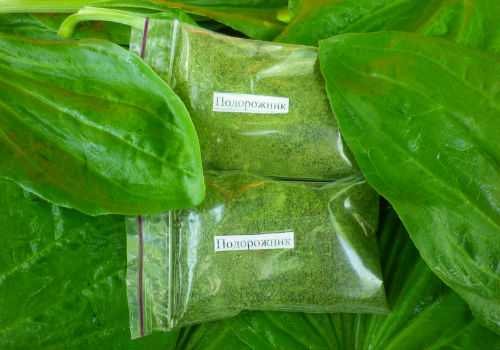 высушенный подорожник