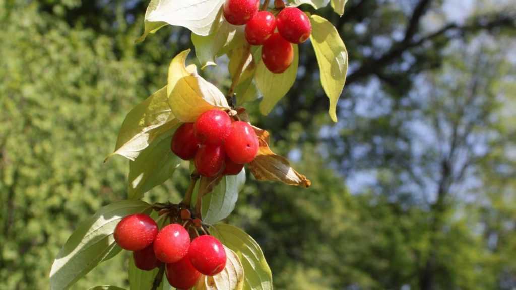 Можно ли есть диабетикам