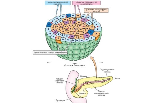 Клетки поджелудочной железы
