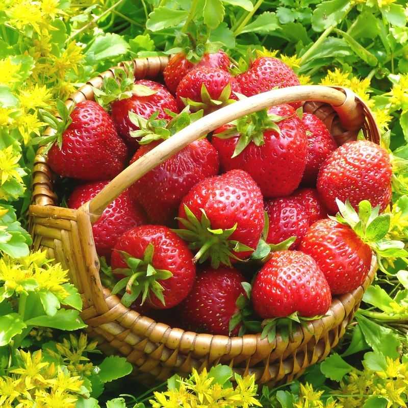 В каких количествах можно есть