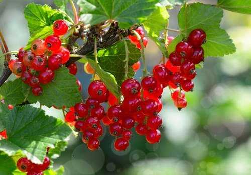 Красная смородина
