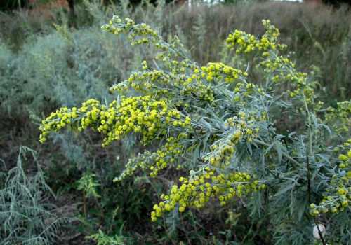 полынь горькая среди трав