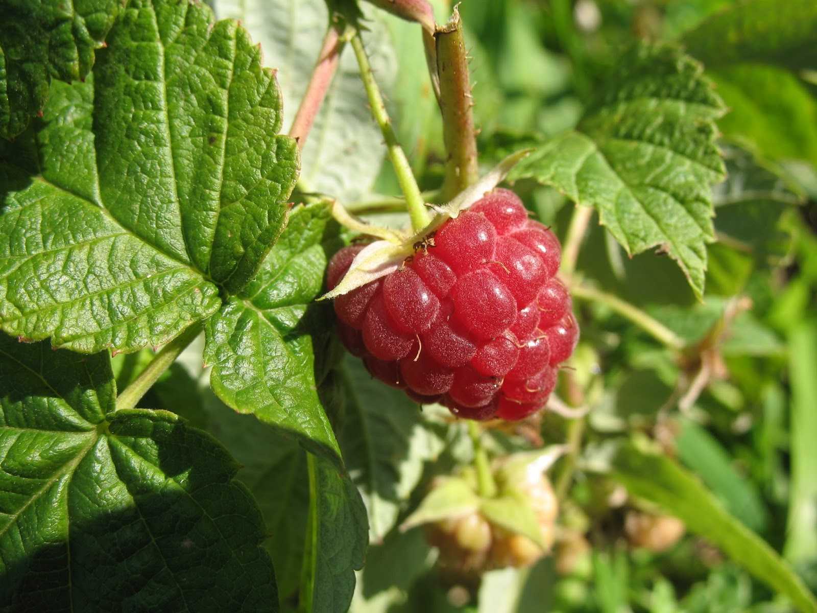 Лекарство из леса – польза и… вред