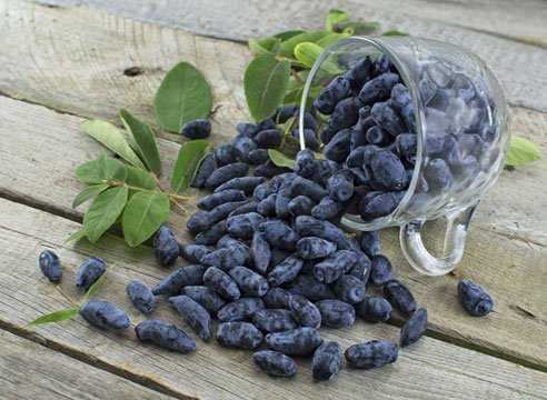 Можно ли добавить жимолость в рацион при сахарном диабете