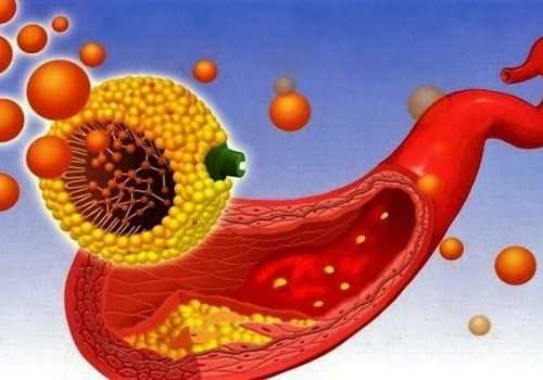Обмен холестерина в организме