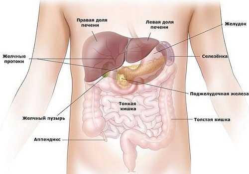 Органы брюшной полости