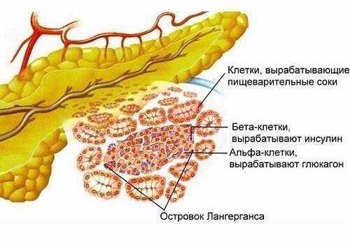 Островки Лангерганса