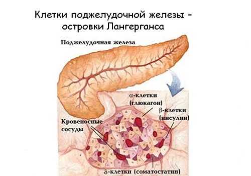 Островки Лангерганса