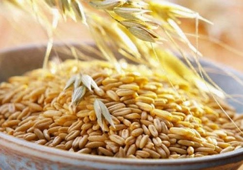 хлопья и зерна овса