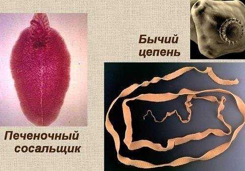 печеночный сосальщик и бычий цепень