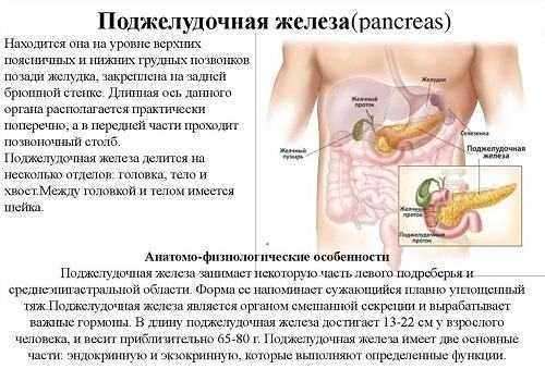 Поджелудочная железа