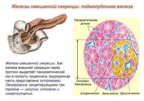 Поджелудочная железа