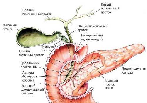 Поджелудочная железа и желчный пузырь