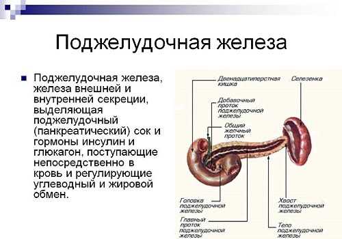 Поджелудочная железа