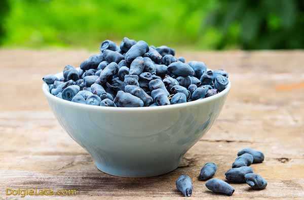 Полезные свойства жимолости съедобной