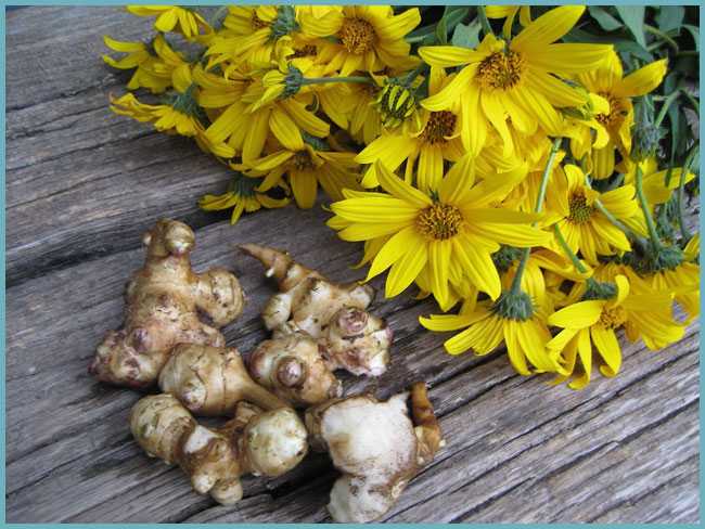 Полезные свойства