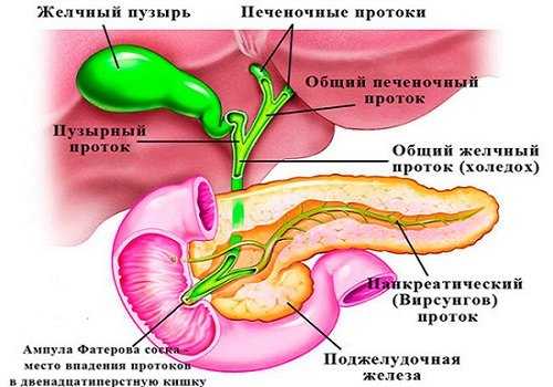 Протоки поджелудочной железы