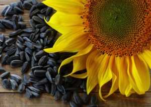 Семечки подсолнуха при диабете 2 типа