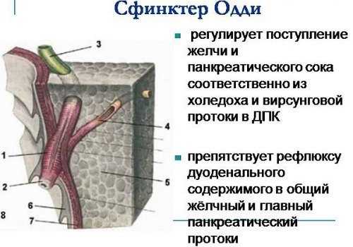 Сфинктер Одди