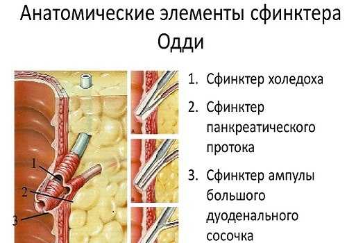 Сфинктер Одди