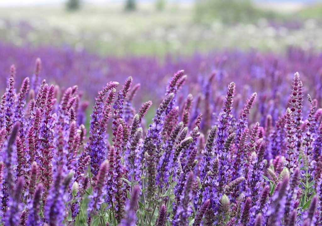 Шалфей от диабета