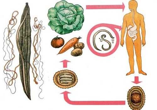 Способы заражения