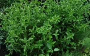 Стевия при диабете