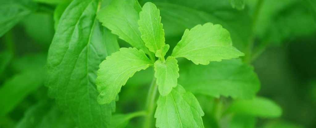 Что такое стевия