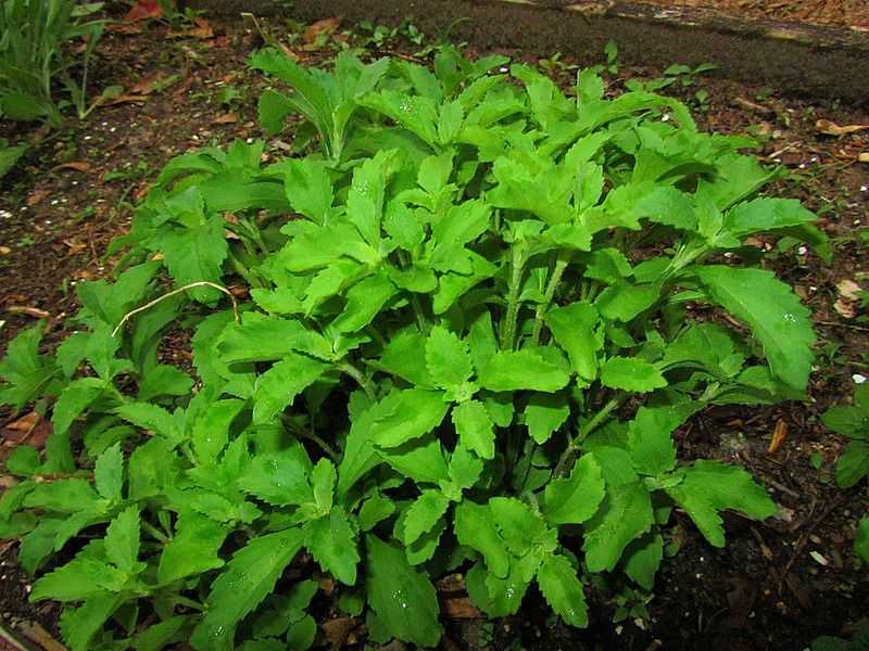 Что такое стевия