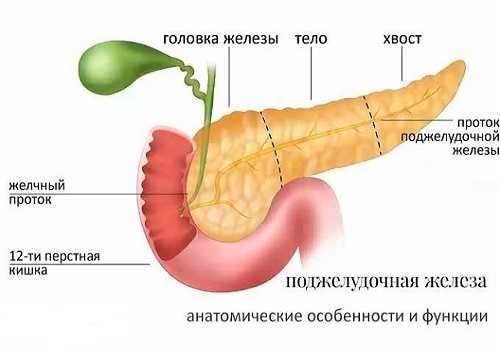 Строение ПЖ