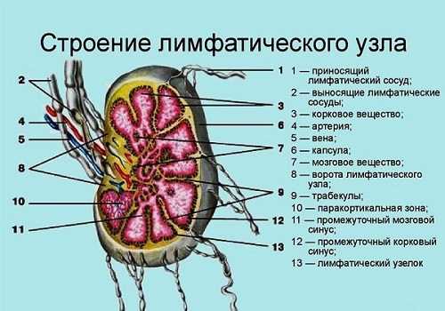 Строение лимфоузла