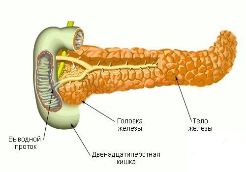 Строение поджелудочной железы