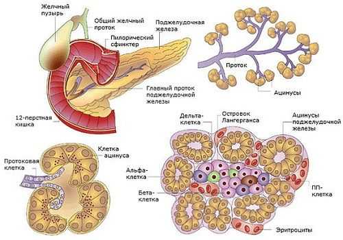 Строение поджелудочной железы
