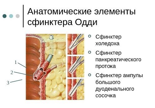 Строение сфинктера Одди