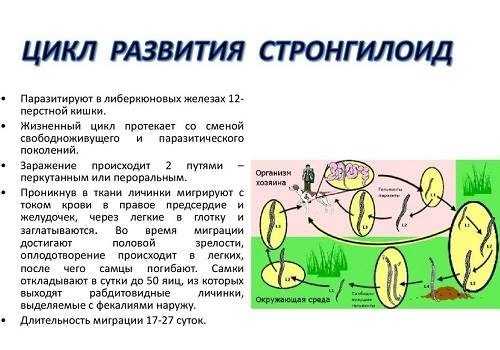 развитие Стронгилоиды