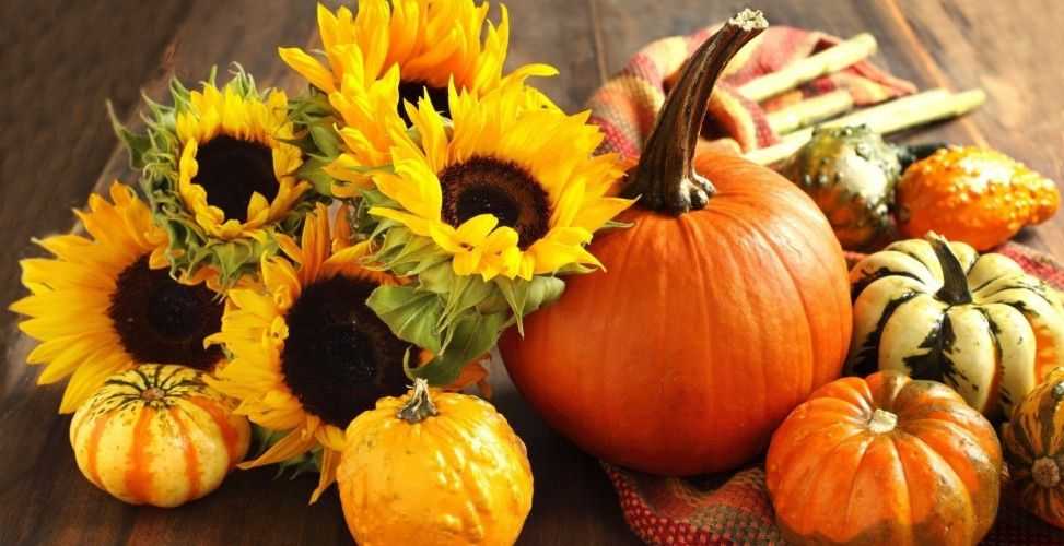 Как выбрать тыкву