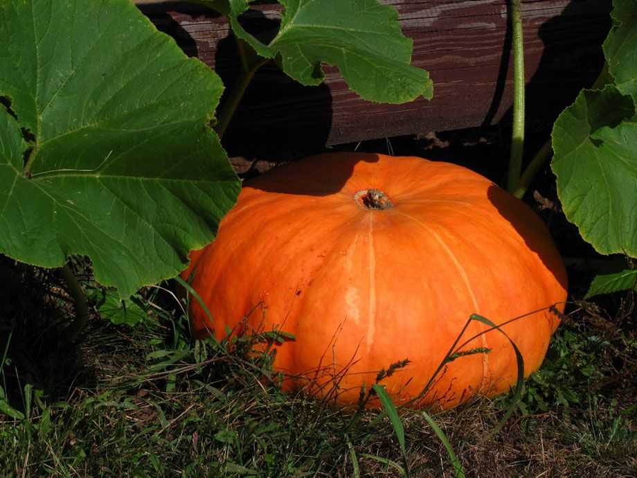 Тыква против трофических язв