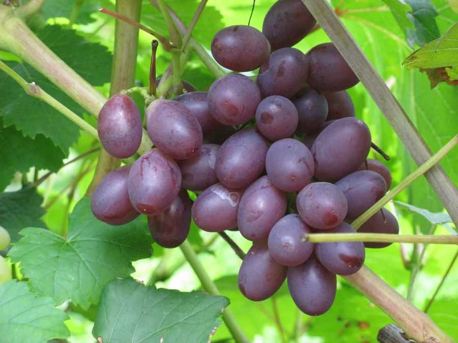 Особенности употребления